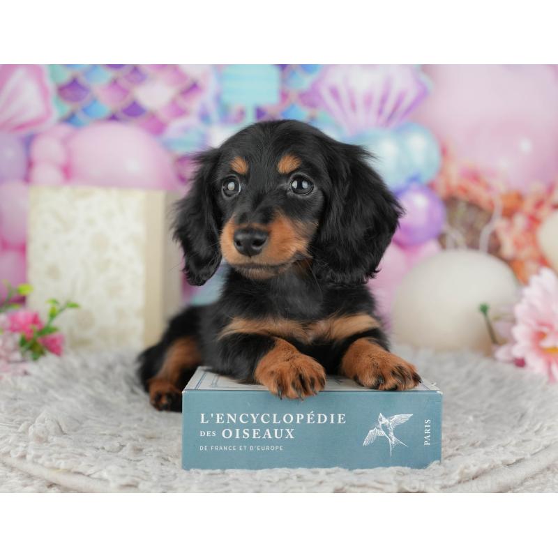 販売中の千葉県のミニチュアダックスフンド(ロングヘアード)-441954の3枚目