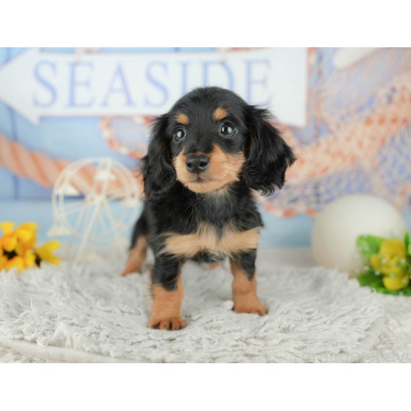 販売中の千葉県のミニチュアダックスフンド(ロングヘアード)-441953の11枚目