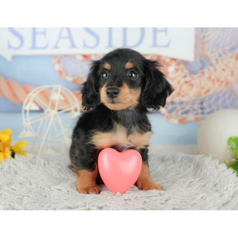 販売中の千葉県のミニチュアダックスフンド(ロングヘアード)-441953の9枚目