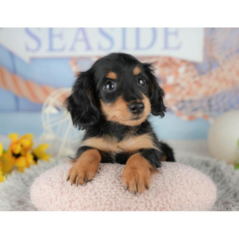 販売中の千葉県のミニチュアダックスフンド(ロングヘアード)-441953の4枚目