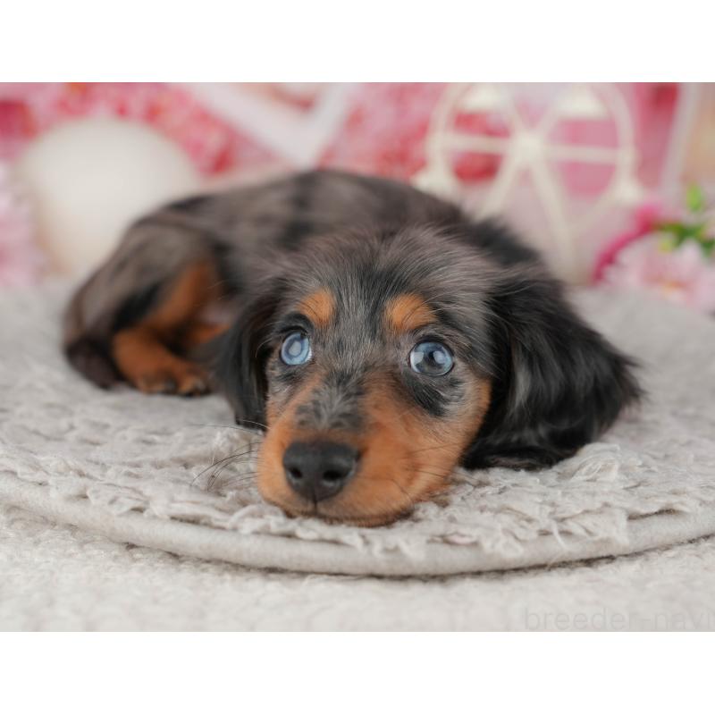 販売中の千葉県のミニチュアダックスフンド(ロングヘアード)-441952の6枚目