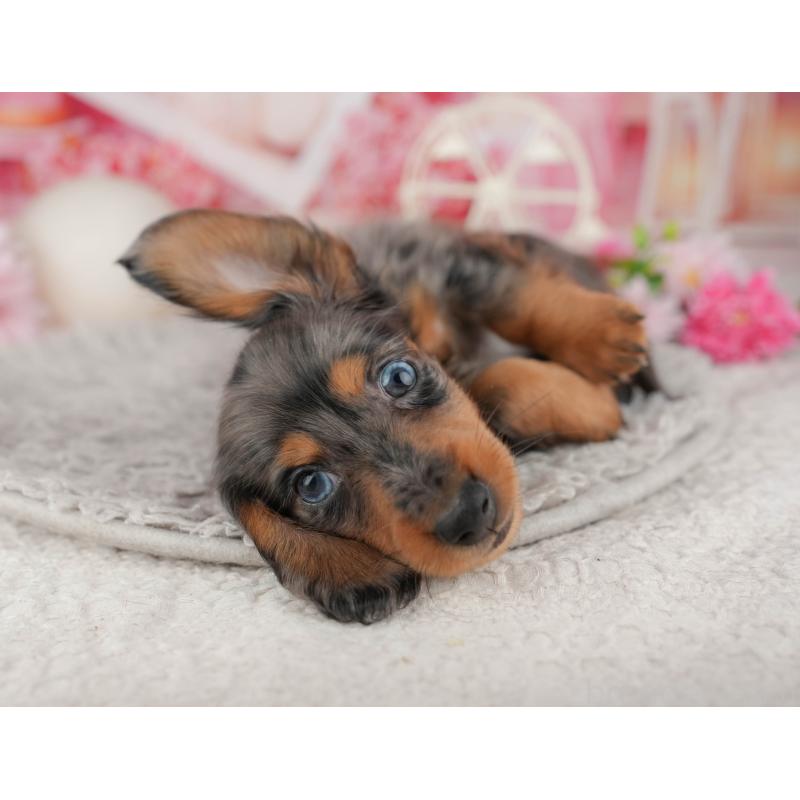 販売中の千葉県のミニチュアダックスフンド(ロングヘアード)-441952の5枚目