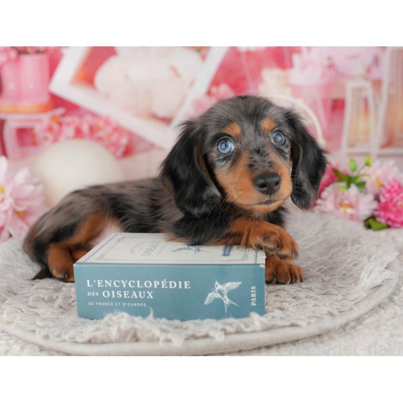 販売中の千葉県のミニチュアダックスフンド(ロングヘアード)-441952の4枚目