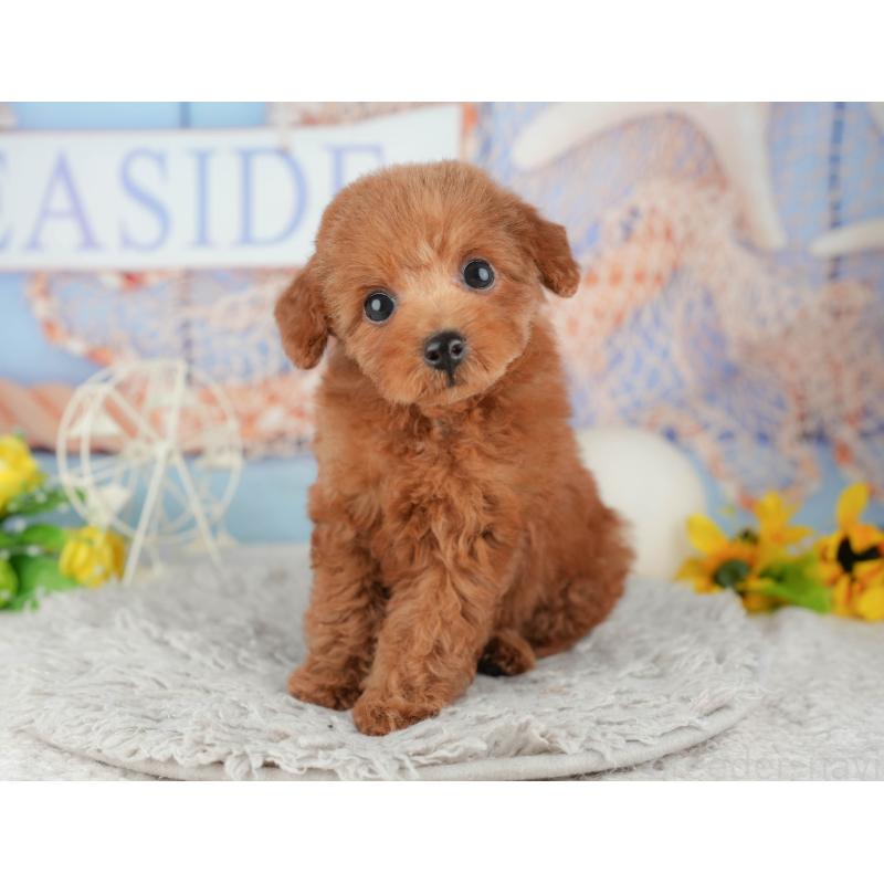 販売中の千葉県のトイプードル-441948の11枚目