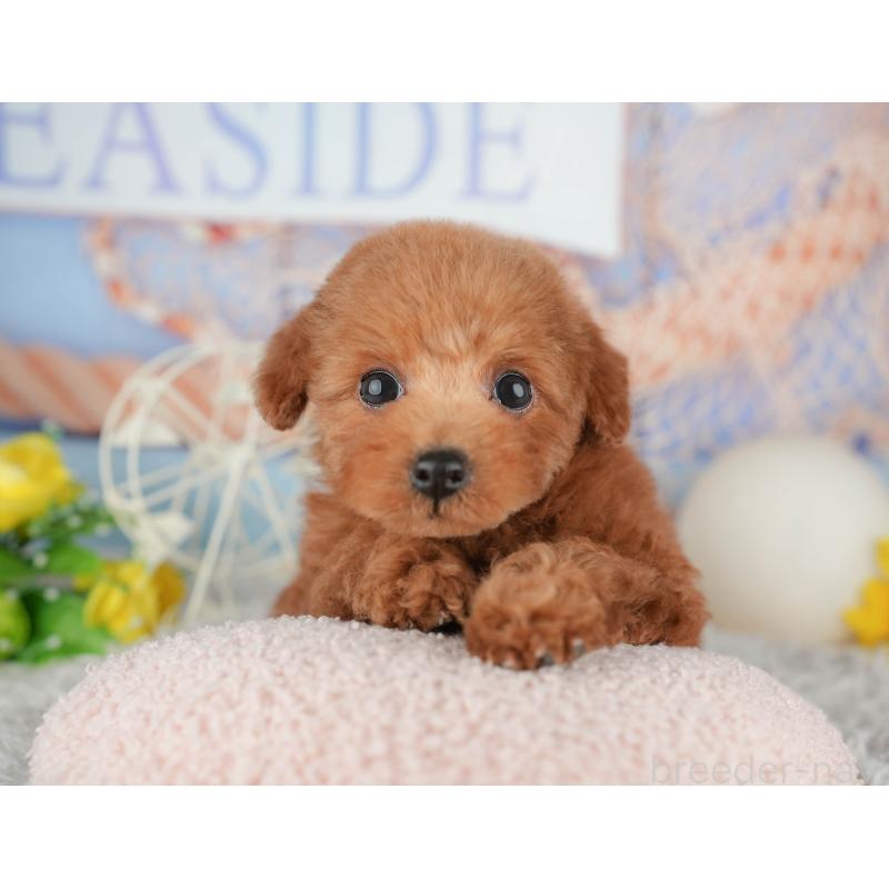 販売中の千葉県のトイプードル-441948の10枚目