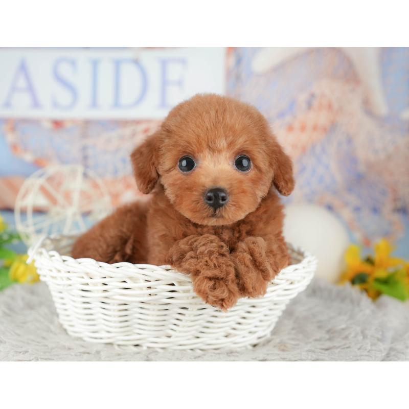 販売中の千葉県のトイプードル-441948の7枚目