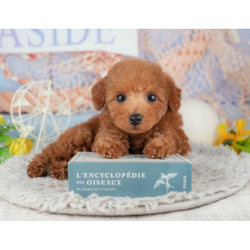 販売中の千葉県のトイプードル-441948の6枚目