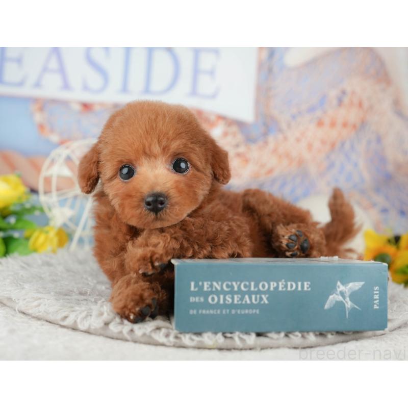 販売中の千葉県のトイプードル-441948の5枚目