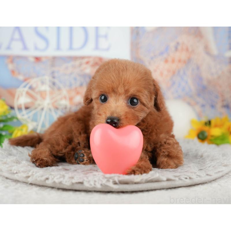 販売中の千葉県のトイプードル-441948の4枚目