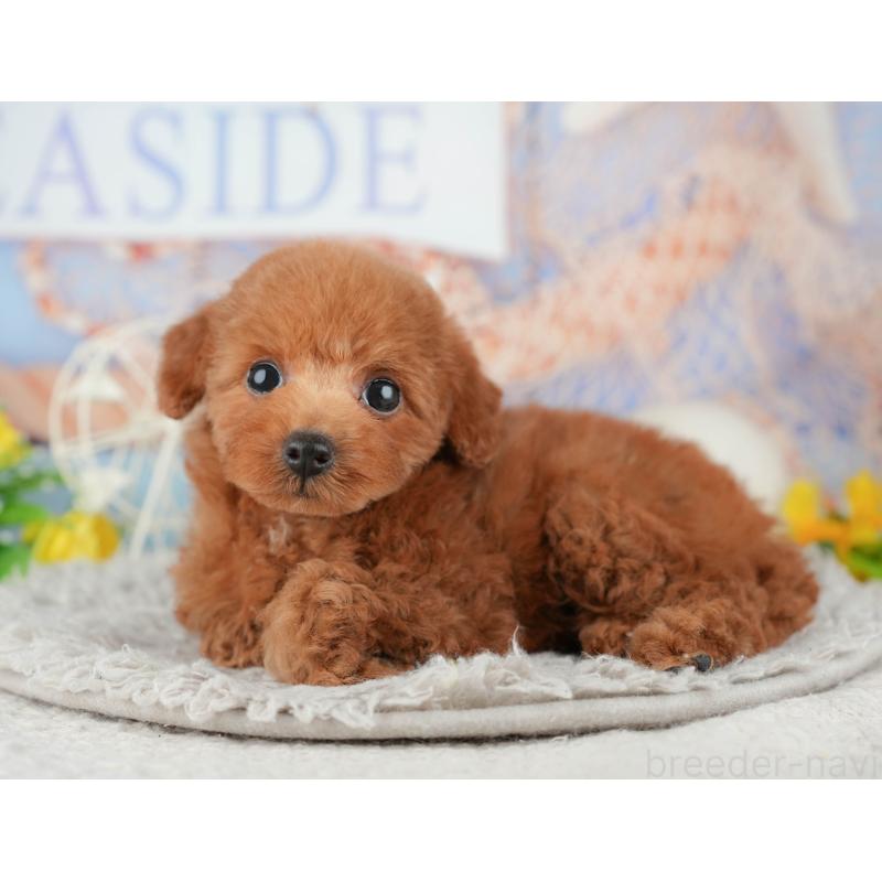 販売中の千葉県のトイプードル-441948の3枚目