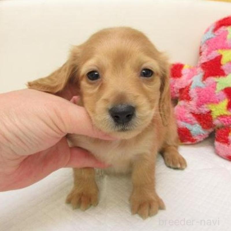 販売中の大阪府のミニチュアダックスフンド(ロングヘアード)-441880の1枚目