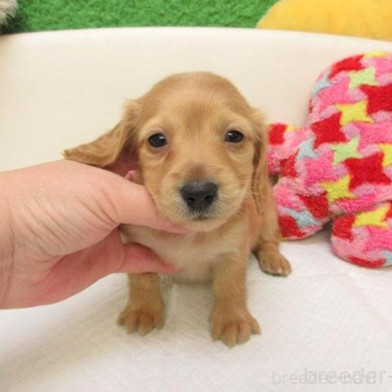 販売中の大阪府のミニチュアダックスフンド(ロングヘアード)-441880の2枚目