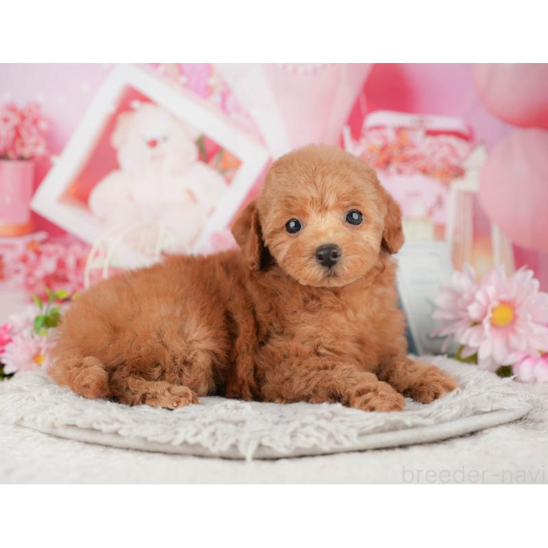 販売中の千葉県のトイプードル-441944の10枚目