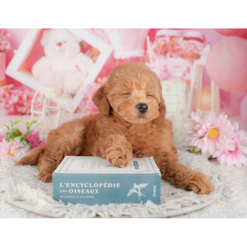 販売中の千葉県のトイプードル-441944の8枚目