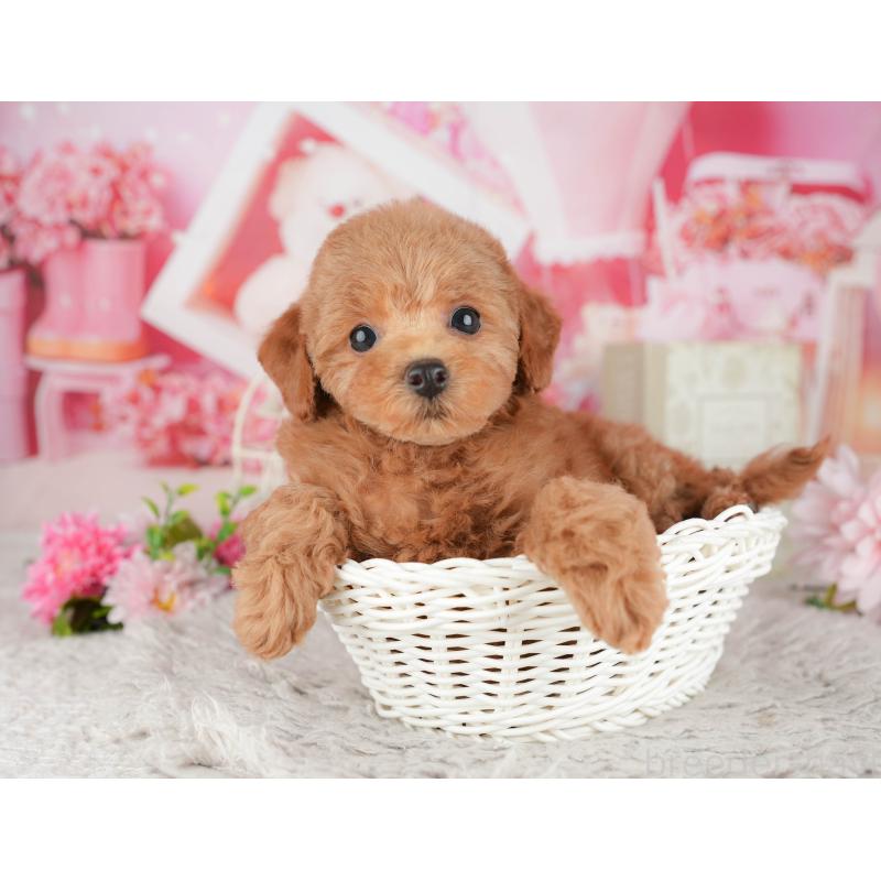 販売中の千葉県のトイプードル-441944の6枚目