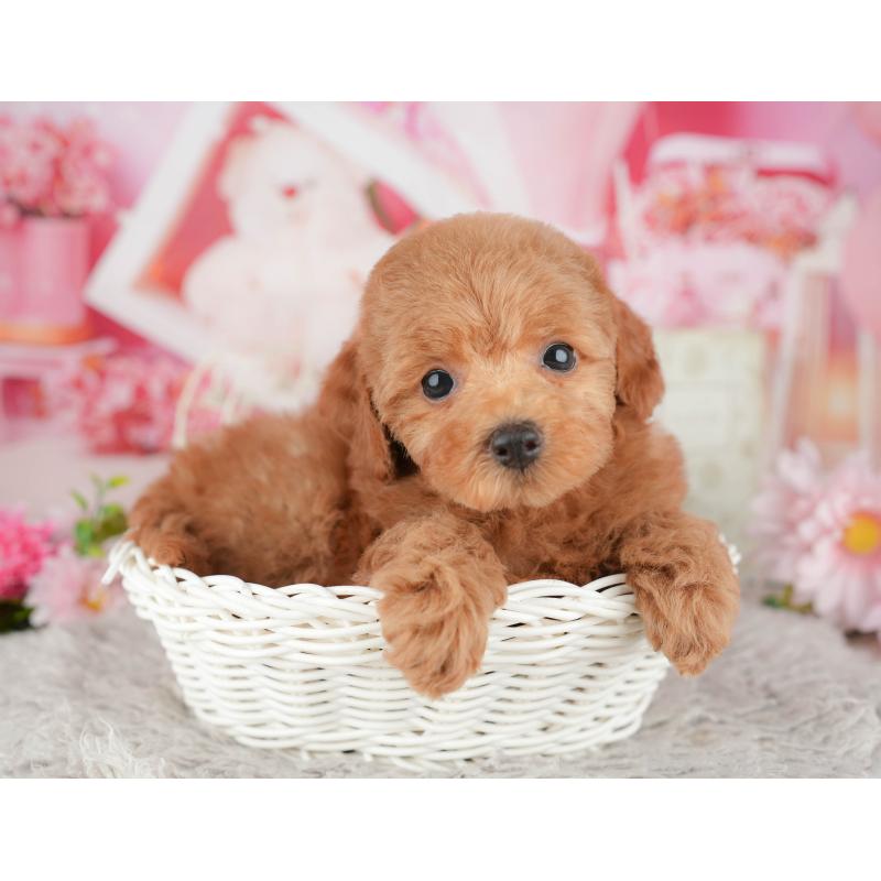 販売中の千葉県のトイプードル-441944の5枚目