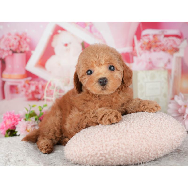 販売中の千葉県のトイプードル-441944の4枚目