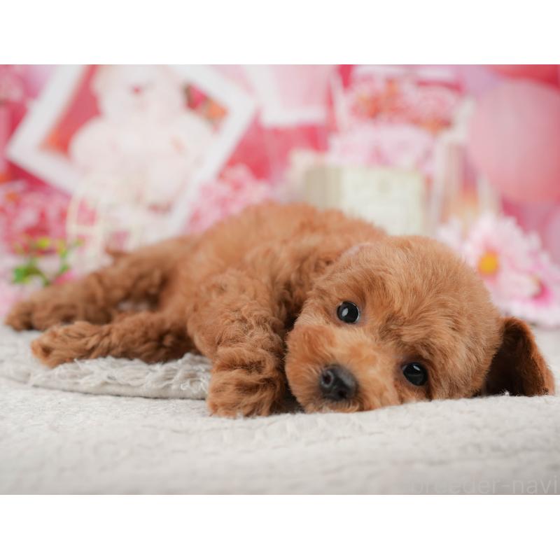 販売中の千葉県のトイプードル-441944の3枚目