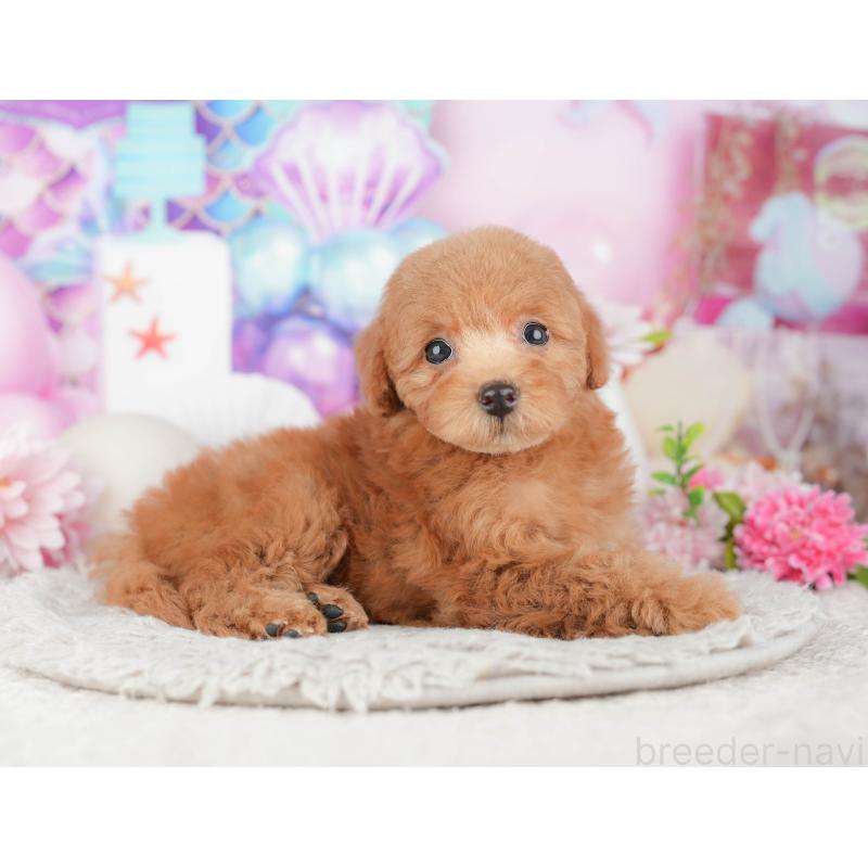 販売中の千葉県のトイプードル-441940の10枚目