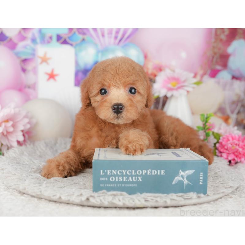 販売中の千葉県のトイプードル-441940の8枚目