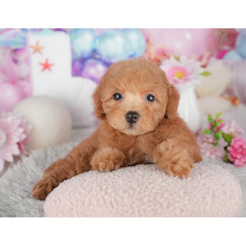 販売中の千葉県のトイプードル-441940の6枚目