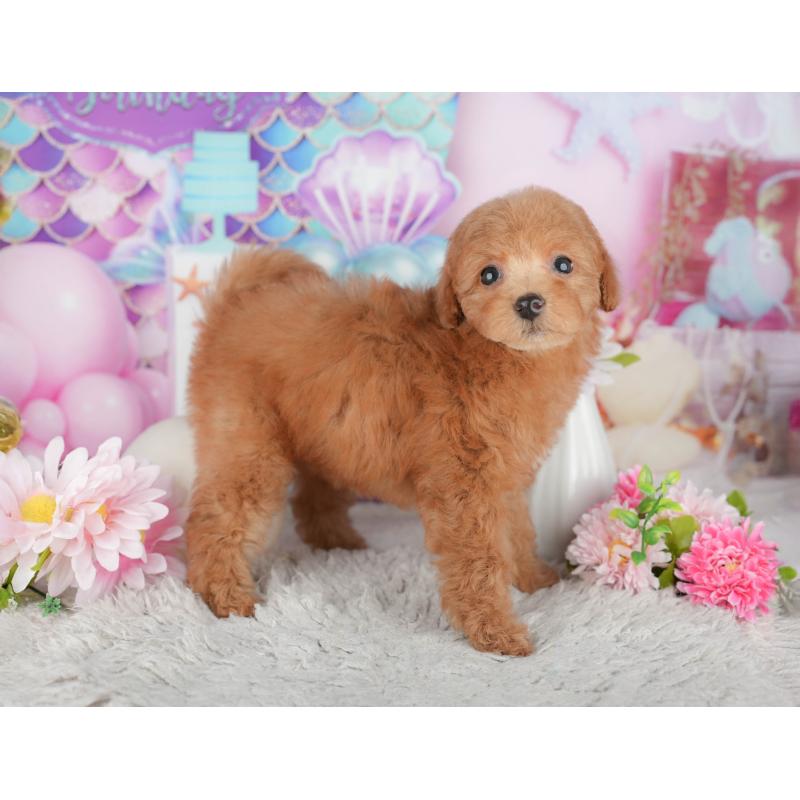 販売中の千葉県のトイプードル-441940の4枚目