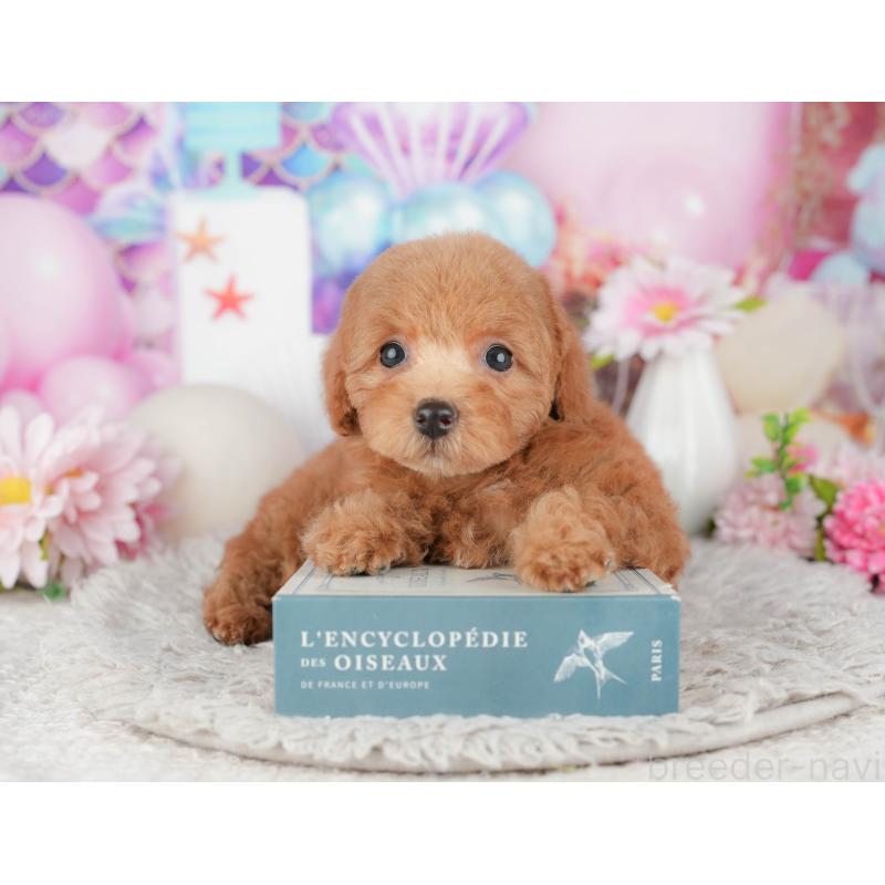 販売中の千葉県のトイプードル-441940の3枚目