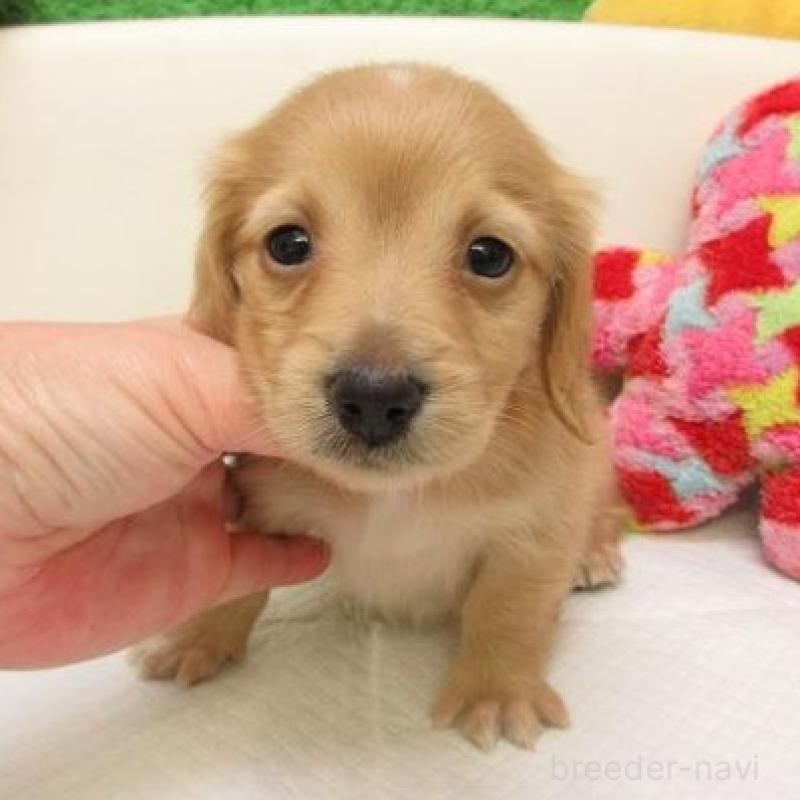 販売中の大阪府のミニチュアダックスフンド(ロングヘアード)-441881の1枚目