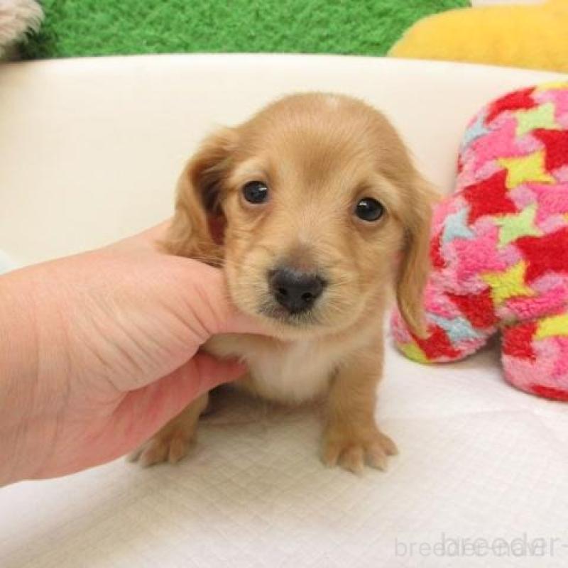 販売中の大阪府のミニチュアダックスフンド(ロングヘアード)-441881の2枚目