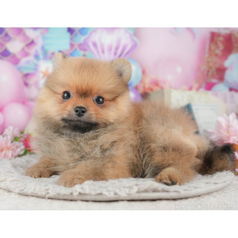 販売中の千葉県のポメラニアン-441895の11枚目