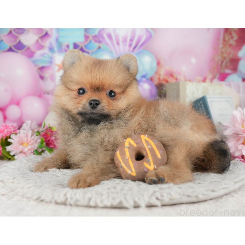 販売中の千葉県のポメラニアン-441895の10枚目