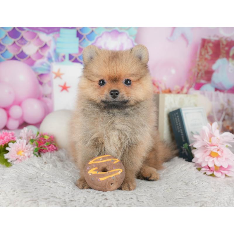 販売中の千葉県のポメラニアン-441895の9枚目