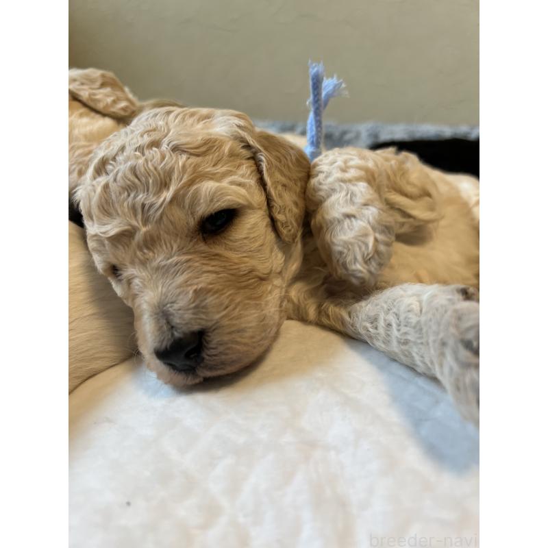 成約済の静岡県のラブラドゥードル:ラブラドールレトリーバー×プードル-437504の2枚目