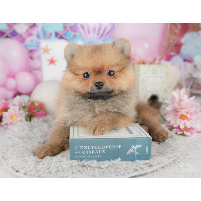 販売中の千葉県のポメラニアン-441895の7枚目