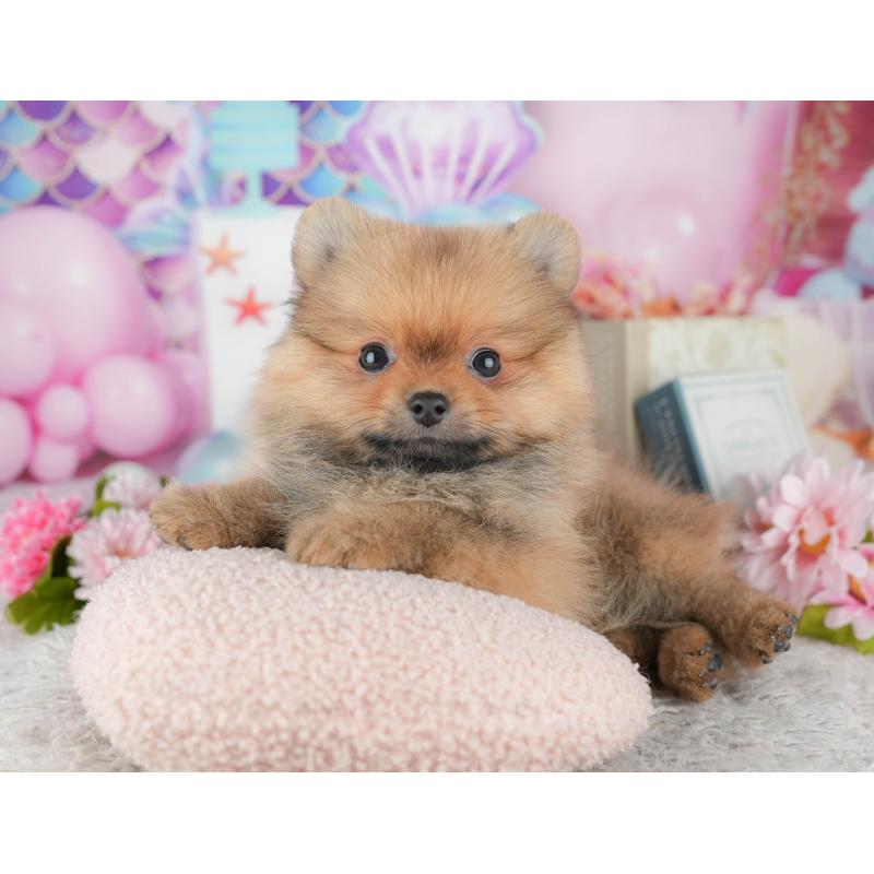 販売中の千葉県のポメラニアン-441895の6枚目