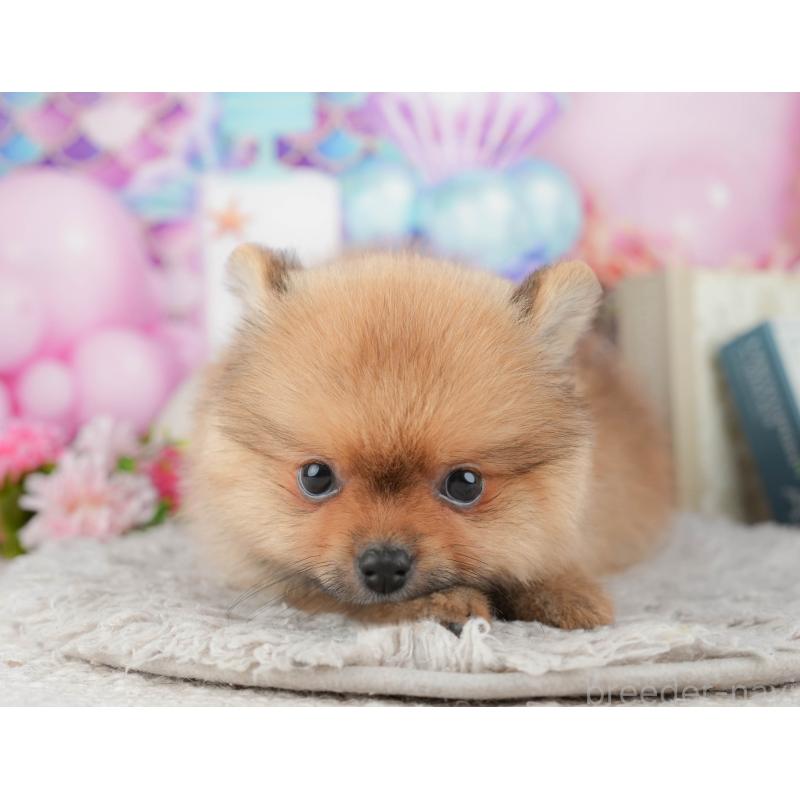 販売中の千葉県のポメラニアン-441895の4枚目