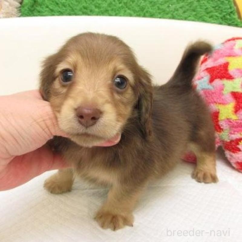 販売中の大阪府のミニチュアダックスフンド(ロングヘアード)-441882