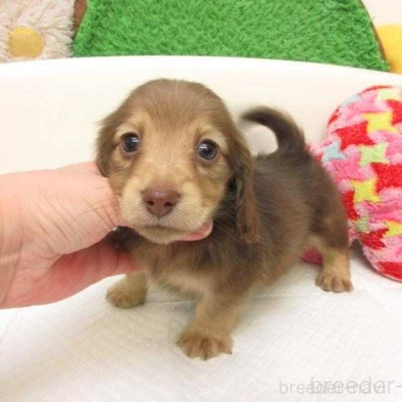 販売中の大阪府のミニチュアダックスフンド(ロングヘアード)-441882の2枚目