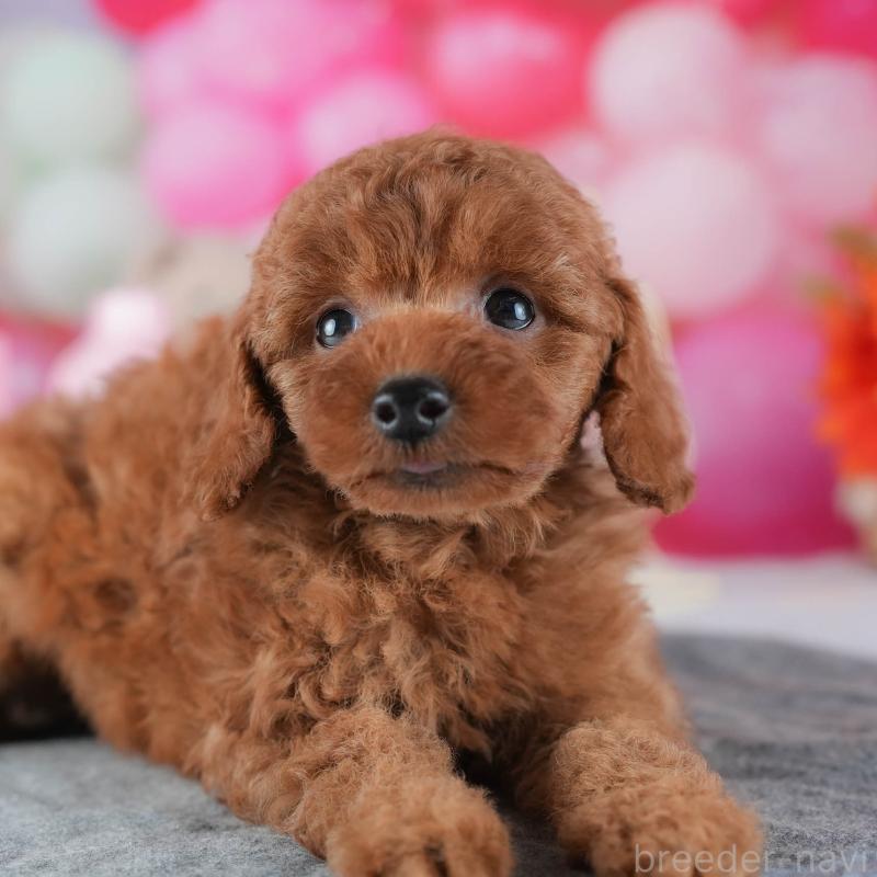 販売中の茨城県のトイプードル-441884の9枚目