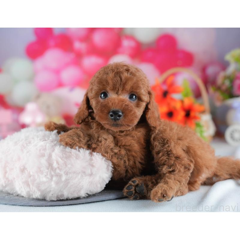 販売中の茨城県のトイプードル-441884の8枚目