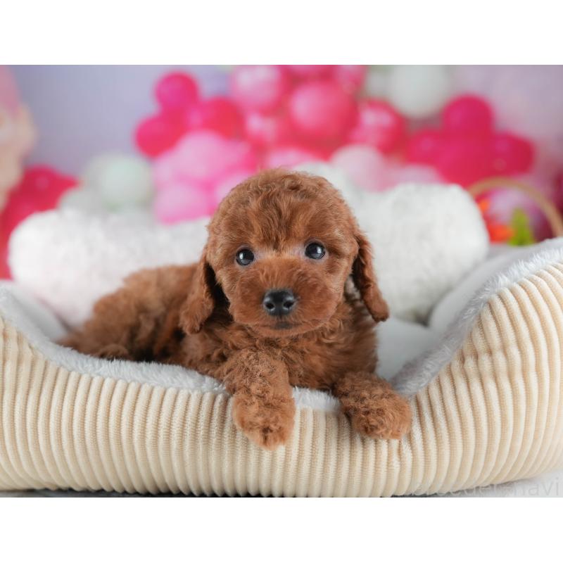 販売中の茨城県のトイプードル-441884の7枚目