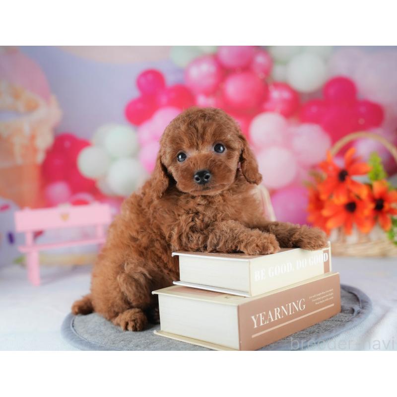 販売中の茨城県のトイプードル-441884の6枚目