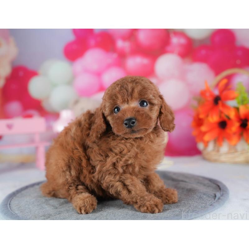 販売中の茨城県のトイプードル-441884の5枚目