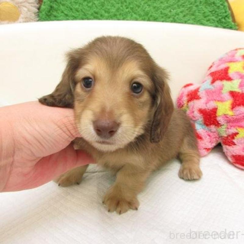 販売中の大阪府のミニチュアダックスフンド(ロングヘアード)-441883の2枚目