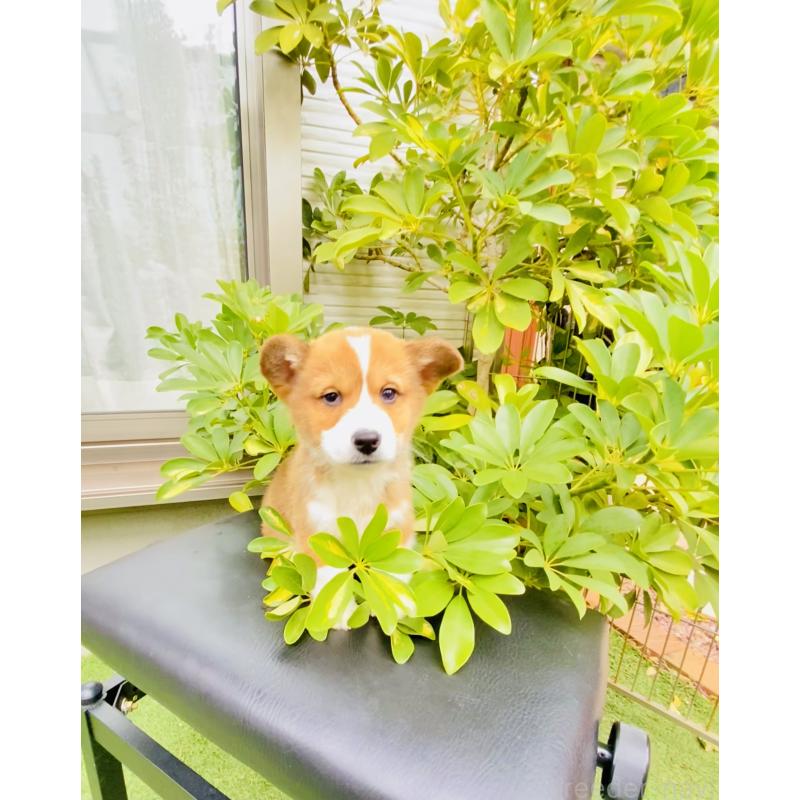 販売中の千葉県のミックス犬-441886の5枚目