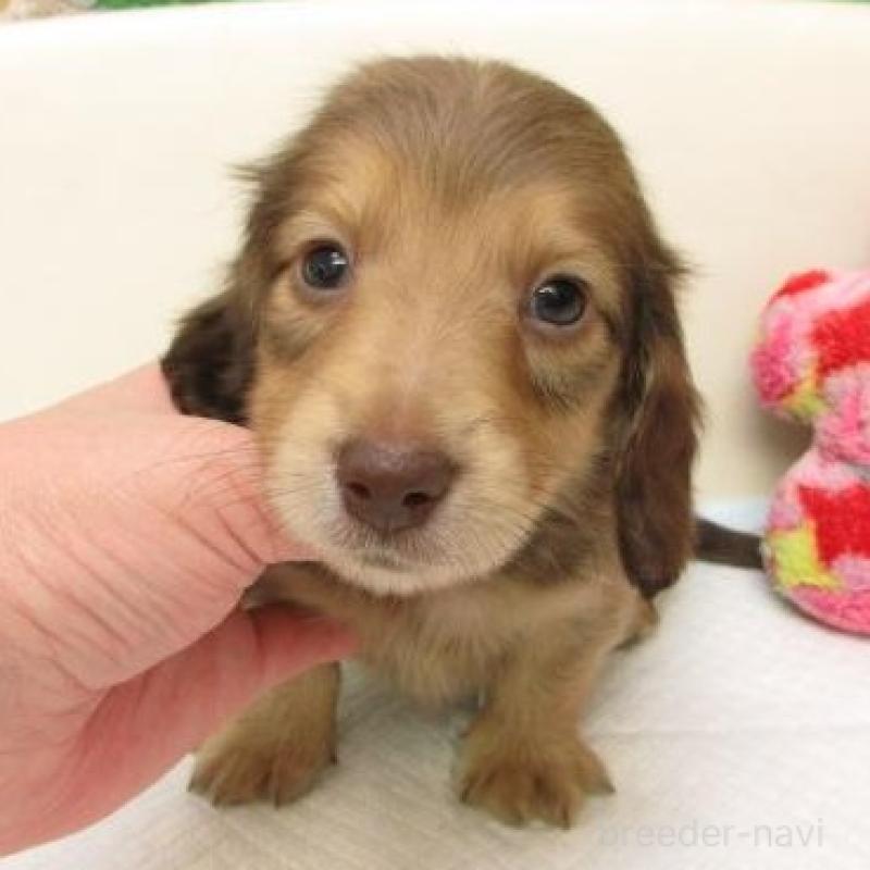 販売中の大阪府のミニチュアダックスフンド(ロングヘアード)-441885の1枚目