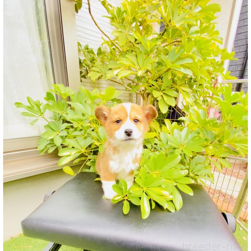 販売中の千葉県のミックス犬-441886の1枚目