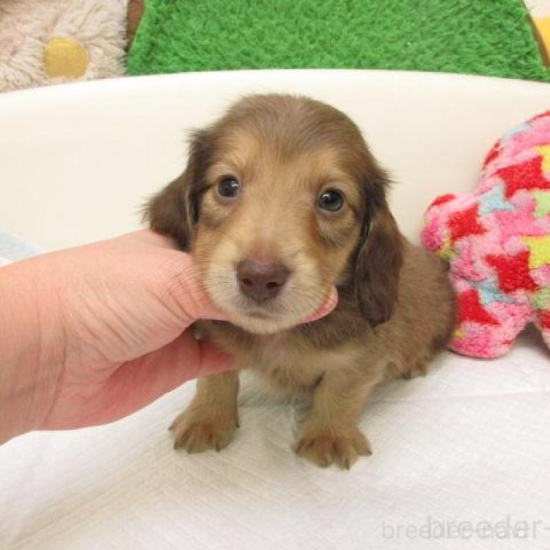 販売中の大阪府のミニチュアダックスフンド(ロングヘアード)-441885の2枚目