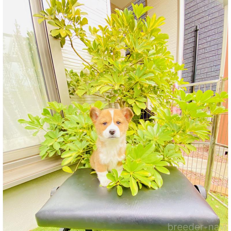 販売中の千葉県のミックス犬-441886の4枚目