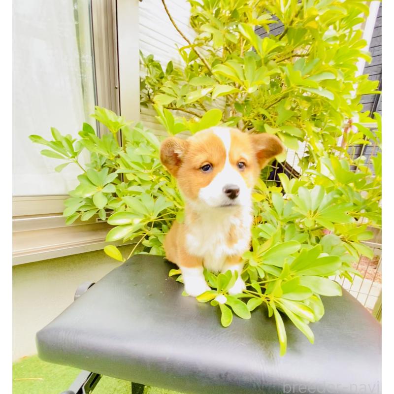 販売中の千葉県のミックス犬-441886の3枚目